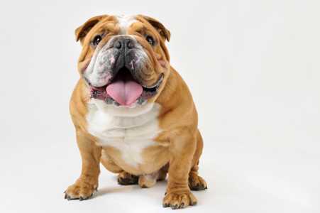 Bulldog sitting looking at camera against a white background