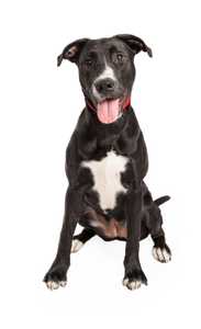 Borador