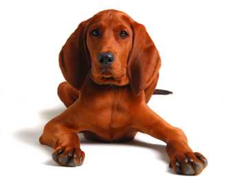 Close up of a Redbone Coonhound dog breed with paws stretched forward against a white background