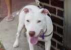 Deaf dog