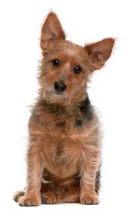 Australian Terrier dog breed sitting with head slightly tilted against a white background