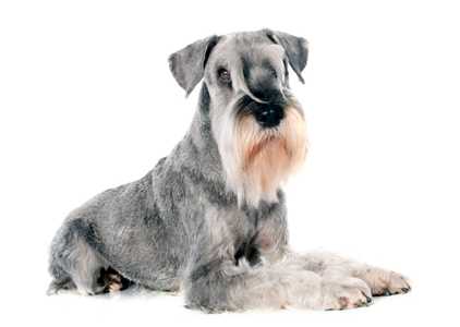 Standard Schnauzer dog lying down against a shite background.