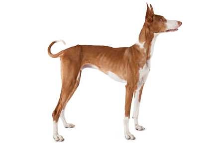 Ibizan Hound dog breed standing tall side view with tail curled up against a white background