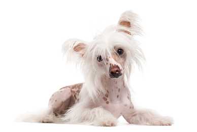 Hairless Chinese Crested dog breed laying down with head tilted against white background