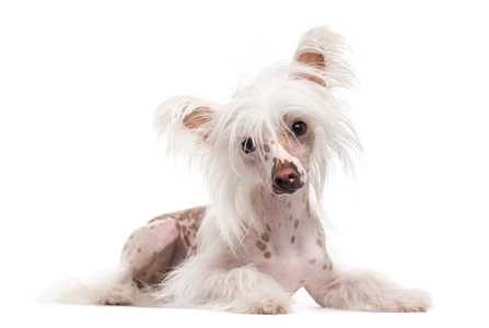 Hairless Chinese Crested dog breed laying down with head tilted against white background