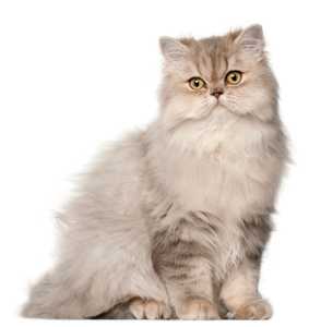 Light colored Persian cat breed sitting looking at the camera against a white background