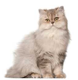 Light colored Persian cat breed sitting looking at the camera against a white background