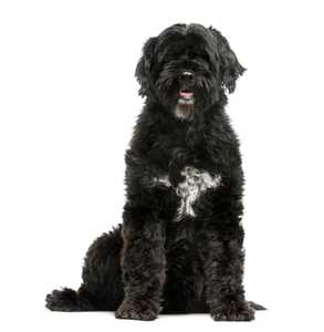 Portuguese Water Dog breed with white on chest sitting tall against a white background