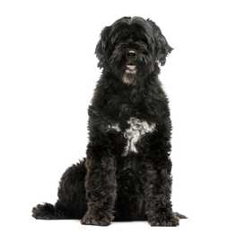 Portuguese Water Dog breed with white on chest sitting tall against a white background