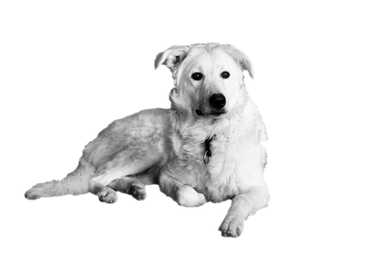 White Kuvasz dog breed laying down  against a solid background