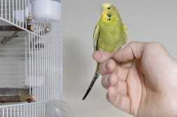 disaster preparedness for birds