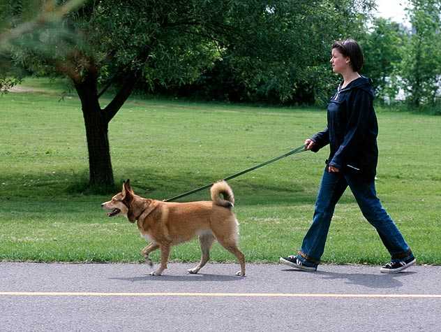 Sunscreen for Dogs and Cats
