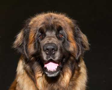 Headshot of a Caucasian Shepherd dog breed panting against a black background