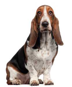 Basset Hound dog breed sitting against a white background