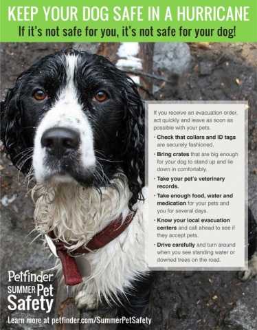 keep your dog safe during a hurricane