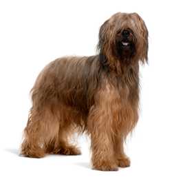 Standing side view of a Briard dog breed against a white background