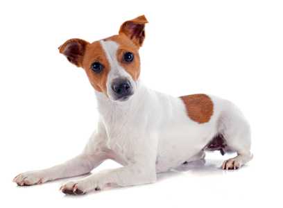 Jack Russel Terrier dog breed laying down with head up tilted against a white background
