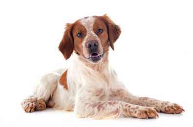 Brittany Spaniel dog breed laying down with paws outstretched against a white background
