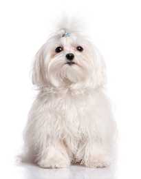 Maltese dog breed with pony tail sitting against a white background