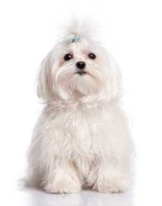 Maltese dog breed with pony tail sitting against a white background