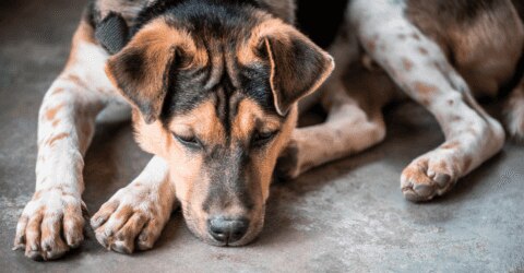 fish oil for dogs