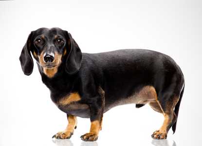 Mostly black Dachshund dog breed standing side view with face forward against a white background