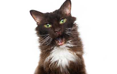 Chocolate and white Laperm cat breed headshot with mouth open against a white background