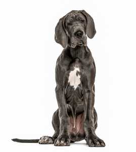 Dark Great Dane dog breed with white chest sitting with head slightly ajar against white background