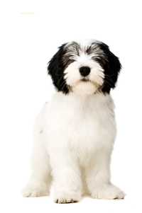 Standing Polish Lowland Sheepdog breed against a white background