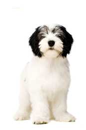 Standing Polish Lowland Sheepdog breed against a white background