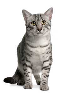 Close up of an Egyptian Mau cat breed with green eyes laying down