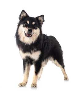 Standing Finnish Lapphund dog breed looking at the camera against a white background