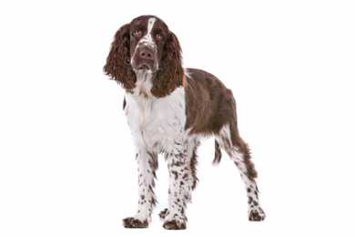 white and brown english springer spaniel standing in front of a white background