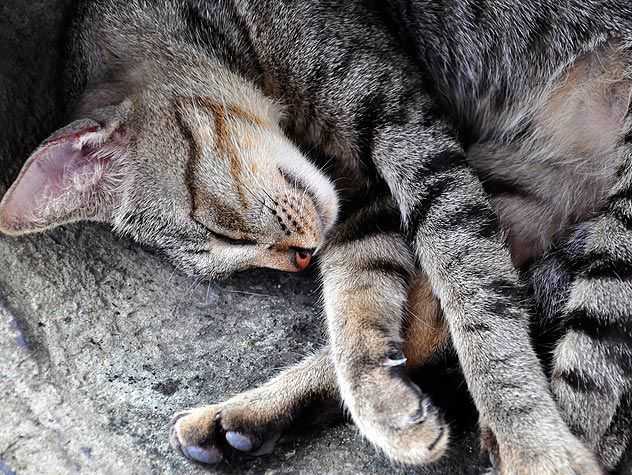 sleeping striped cat