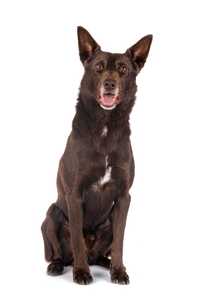 front view of australian kelpie dog breed sitting in front of a white background