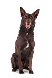 front view of australian kelpie dog breed sitting in front of a white background