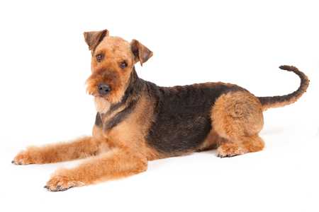 Airedale Terrier dog breed laying down sideway looking at the camera against a white background