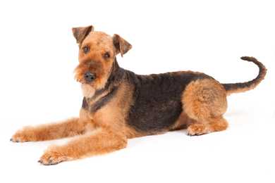 Airedale Terrier dog breed laying down sideway looking at the camera against a white background
