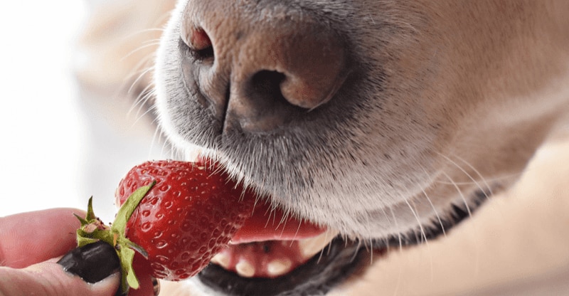 dogs eat strawberries