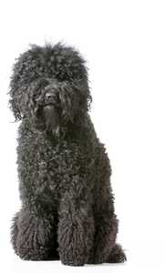 Black curly Barbet dog breed sitting looking at camera in front of white background