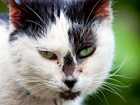 caring for feral cats