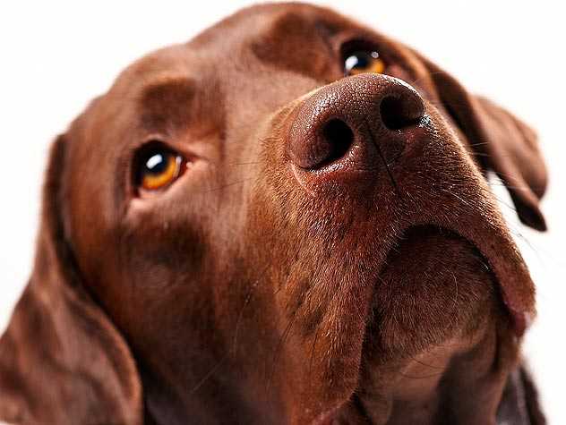 Cruelty to dog