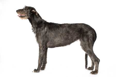 Side view of an Irish Wolfhound dog breed against a white background