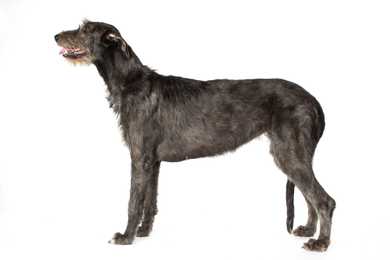 Side view of an Irish Wolfhound dog breed against a white background