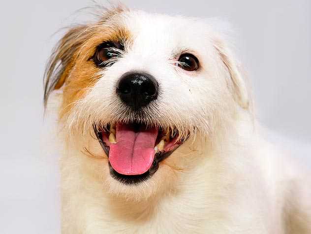 Hair loss in dogs