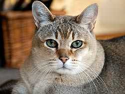 find a lump on cats skin