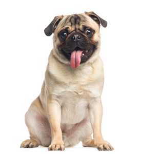 Pug dog breed sitting with tongue hanging out looking at the camera against a white background