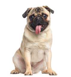 Pug dog breed sitting with tongue hanging out looking at the camera against a white background