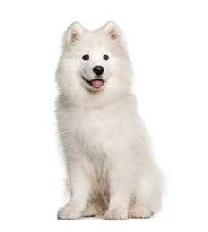 Samoyed dog breed sitting with tongue out against a white background