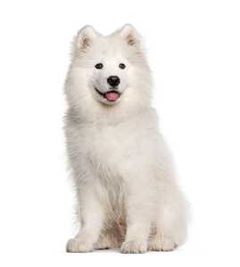 Samoyed dog breed sitting with tongue out against a white background